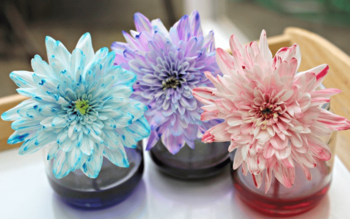 Experimento simples com flores para fazer com as crianças em casa